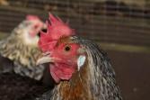 Vogelgriep