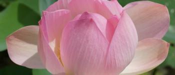 Lotusbloem - Ziekteclassificatie