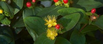 Hypericum