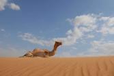 Mers virus