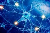Strategic-nervous-system