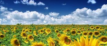 Zonnebloemen
