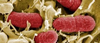 De EHEC-bacterie