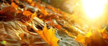 Homeopathie in de herfst