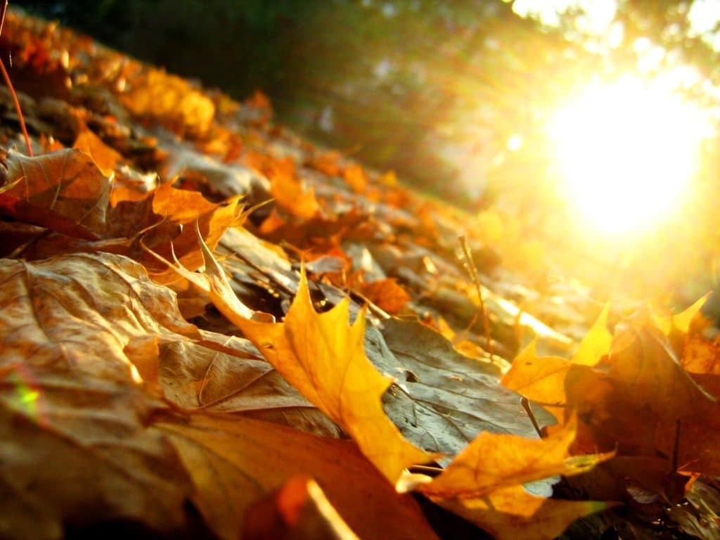 Homeopathie in de herfst