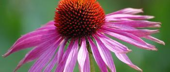 Homeopathie als preventieve geneeskunde