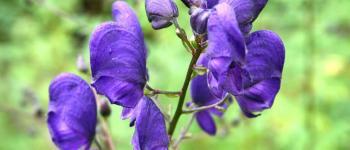 Aconitum (Monnikskap)