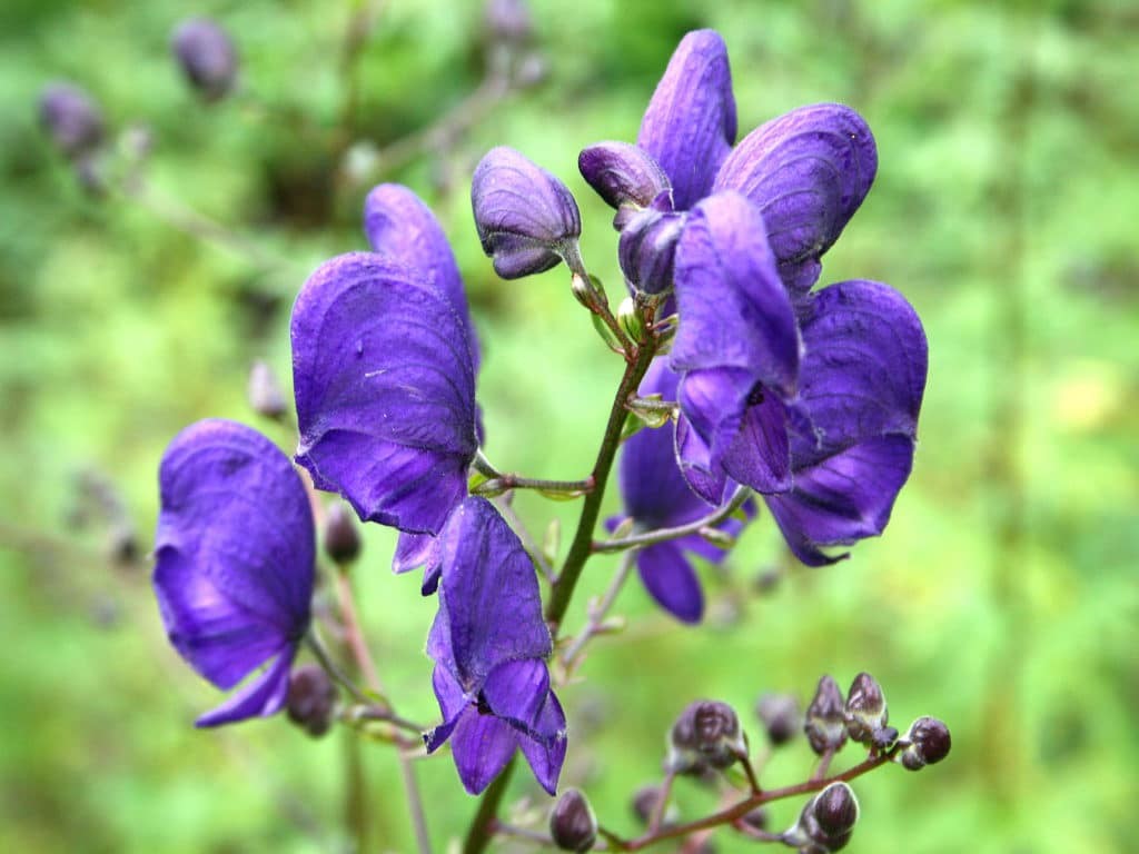 Aconitum (Monnikskap)