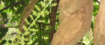 Anamirta Cocculus