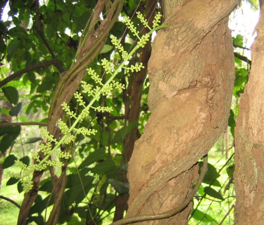 Cocculus - Klassieke Homeopathie