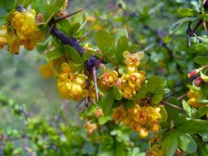 Berberis Vulgaris