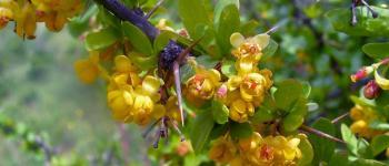 Berberis Vulgaris