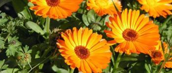 Calendula
