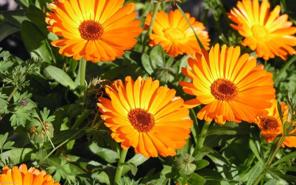 Calendula