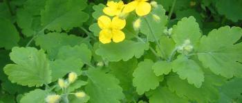 Chelidonium majus (stinkende gouwe)