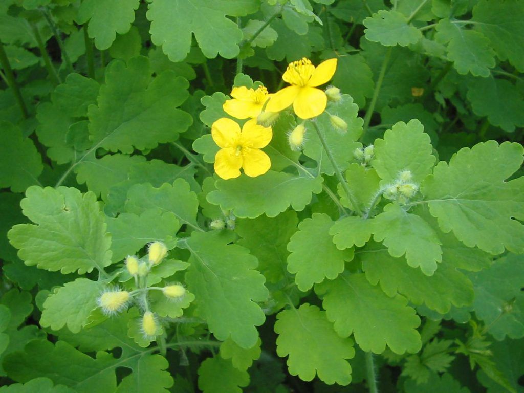 Chelidonium majus (stinkende gouwe)