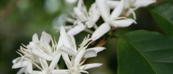 Coffea