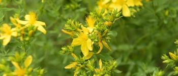 Hypericum