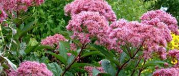 Eupatorium