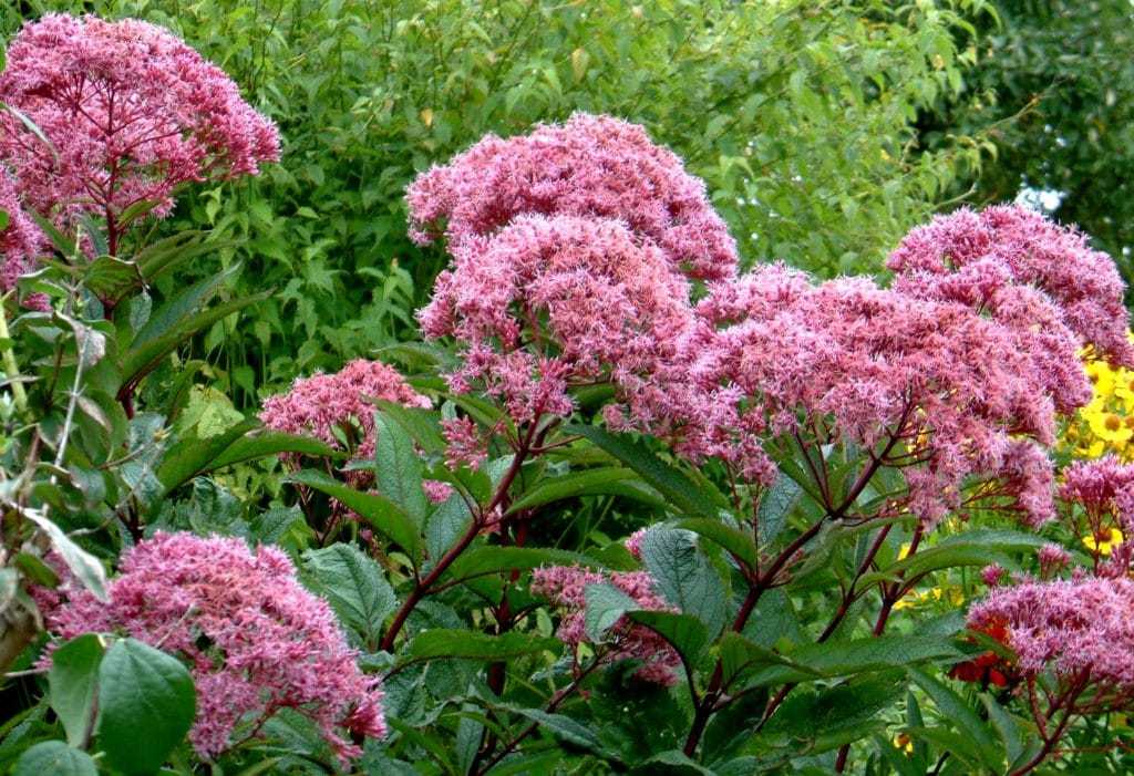 Eupatorium