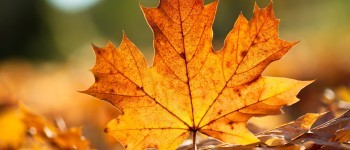 Herfst