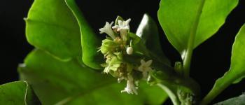 Ipecacuanha