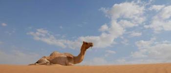 Mers virus