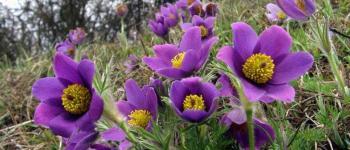 Pulsatilla