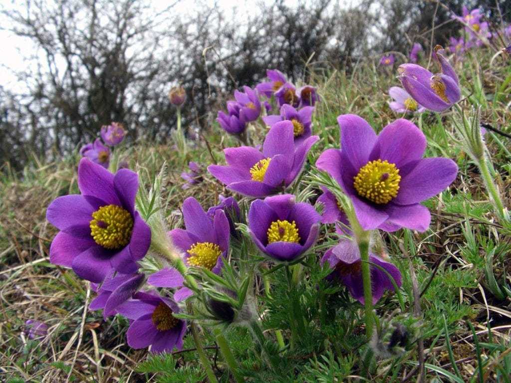 Pulsatilla