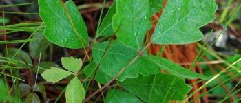 Rhus Toxicodendron