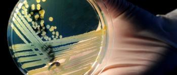 Superbacterie