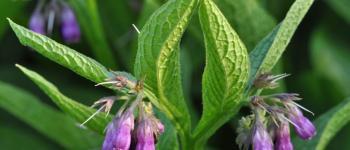 Symphytum