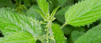 Urtica urens