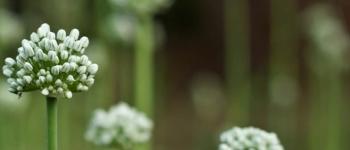 Allium Cepa