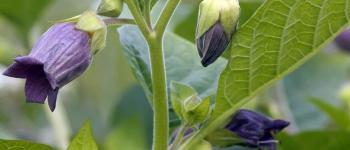 Atropa Belladonna