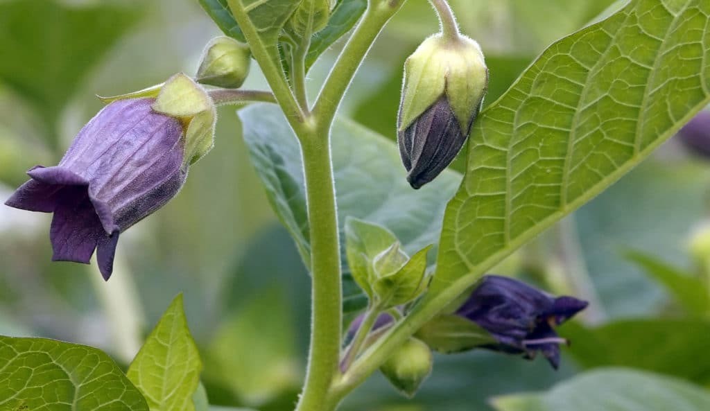 Atropa Belladonna