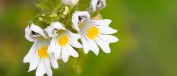 Euphrasia