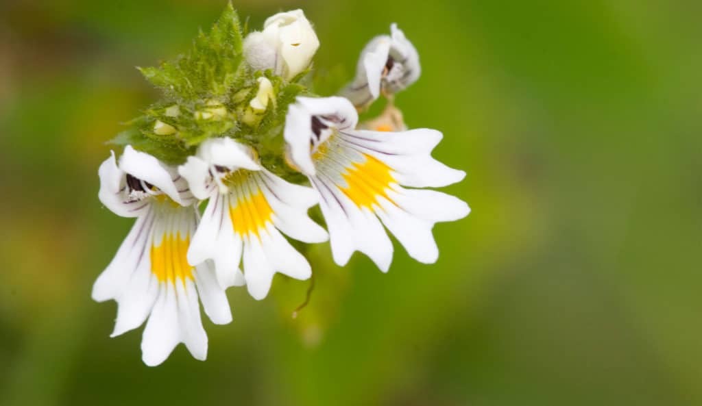 Euphrasia