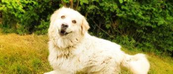 Honden en teken