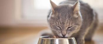 Voor voor katten